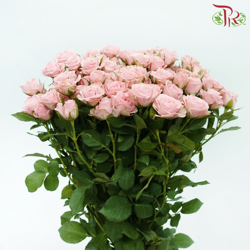 Rose Spray - Princess Lulu (Per Bunch)-Pink-China-prflorist.com.my