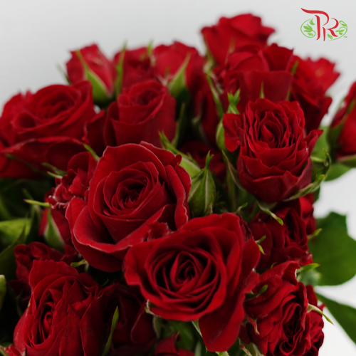 Rose Spray - Pushkin (10 Stems)-Red-Kenya-prflorist.com.my