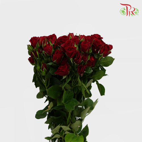 Rose Spray - Pushkin (10 Stems)-Red-Kenya-prflorist.com.my