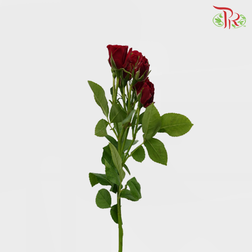 Rose Spray - Pushkin (10 Stems)-Red-Kenya-prflorist.com.my