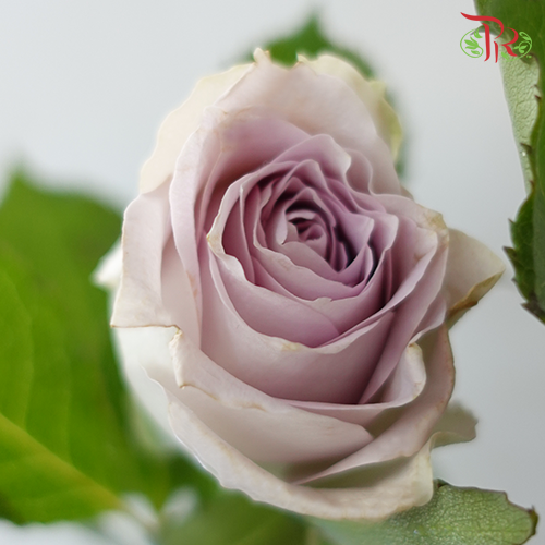 Rose Spray - Puzzle Ocean (10 Stems)-Purple-China-prflorist.com.my