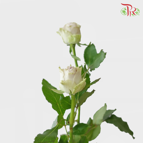 Rose Spray - Puzzle Ocean (10 Stems)-Purple-China-prflorist.com.my