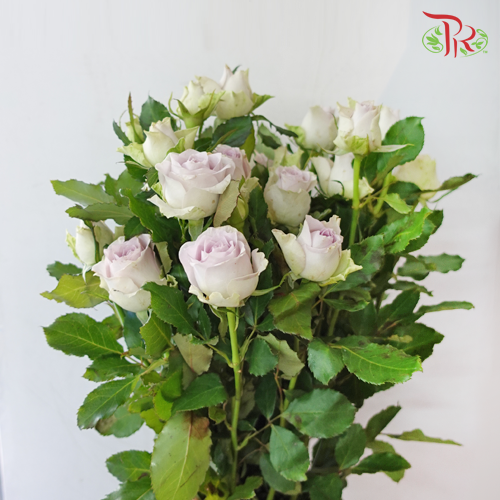 Rose Spray - Puzzle Ocean (10 Stems)-Purple-China-prflorist.com.my