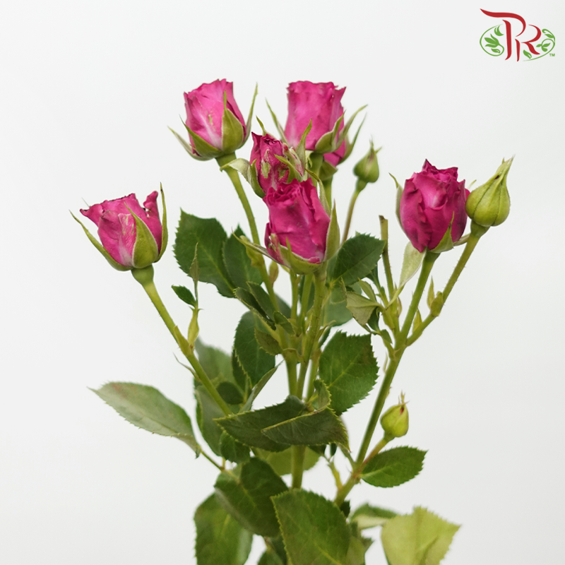 Rose Spray - Quincy (10 Stems)-Dark Cherry Pink-Kenya-prflorist.com.my