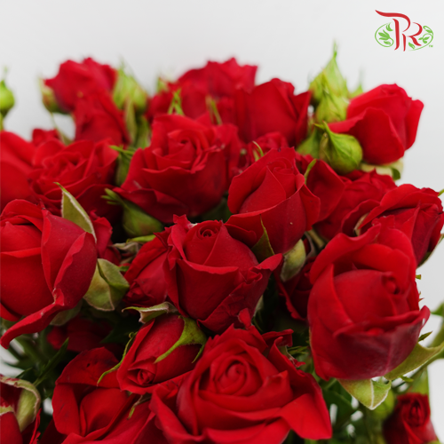 Rose Spray - Red (5 Stems)-Red-Netherland-prflorist.com.my
