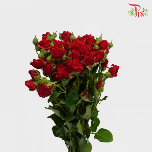 Rose Spray - Red (5 Stems)-Red-Netherland-prflorist.com.my