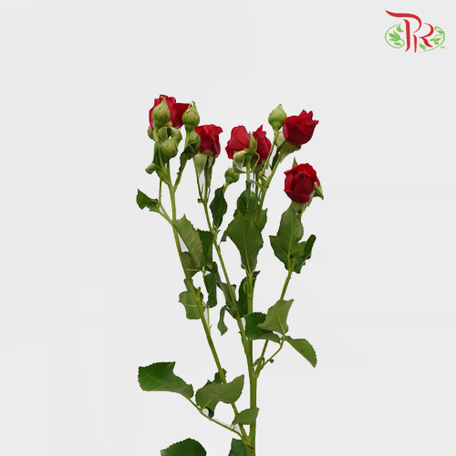 Rose Spray - Red (5 Stems)-Red-Netherland-prflorist.com.my
