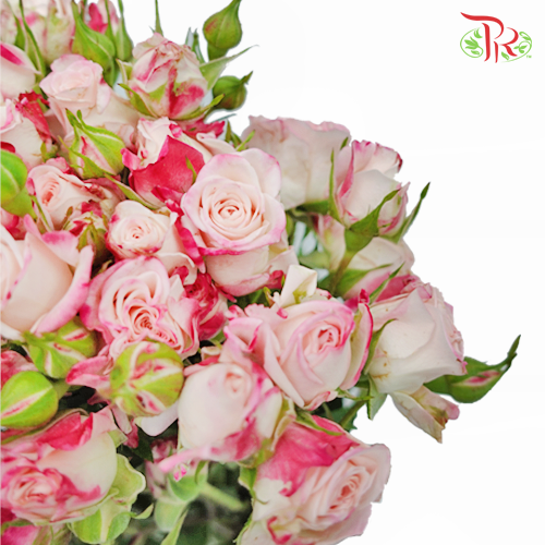 Rose Spray - Reflex (10 Stems)-Pink-Kenya-prflorist.com.my