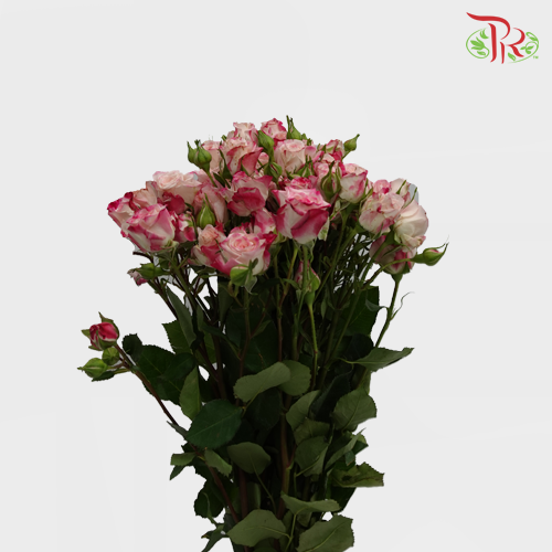 Rose Spray - Reflex (10 Stems)-Pink-Kenya-prflorist.com.my