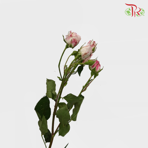 Rose Spray - Reflex (10 Stems)-Pink-Kenya-prflorist.com.my