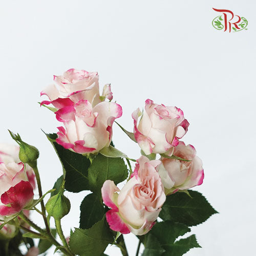 Rose Spray - Refringence (5 Stems)-Netherland-prflorist.com.my