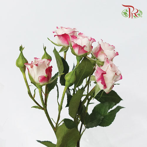 Rose Spray - Refringence (5 Stems)-Netherland-prflorist.com.my