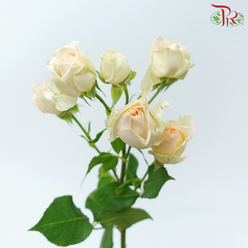 Rose Spray - Rosanella (10 Stems)-Apricot-Kenya-prflorist.com.my