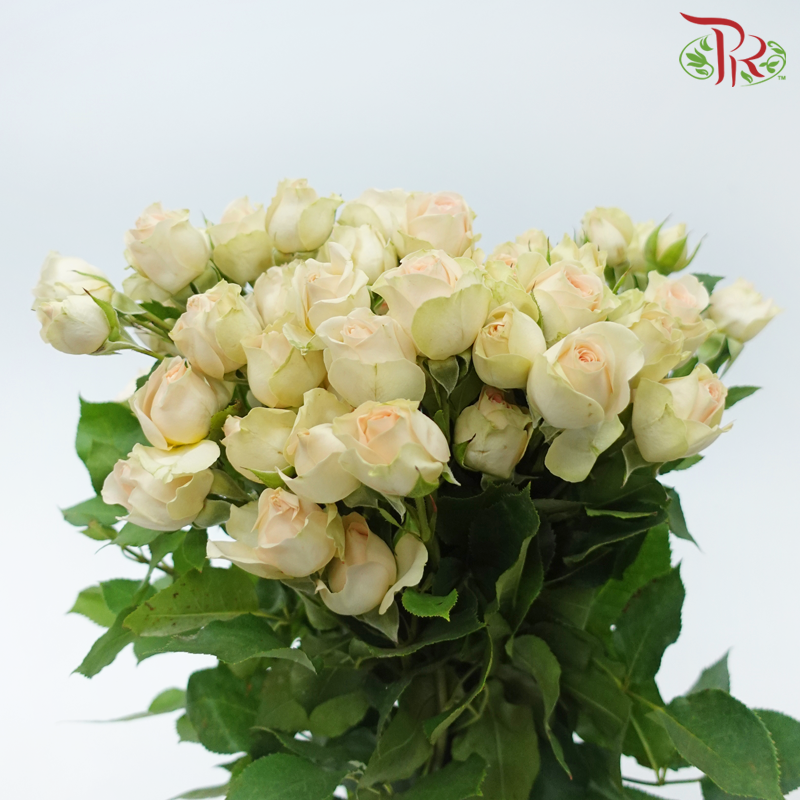 Rose Spray - Rosanella (10 Stems)-Apricot-Kenya-prflorist.com.my