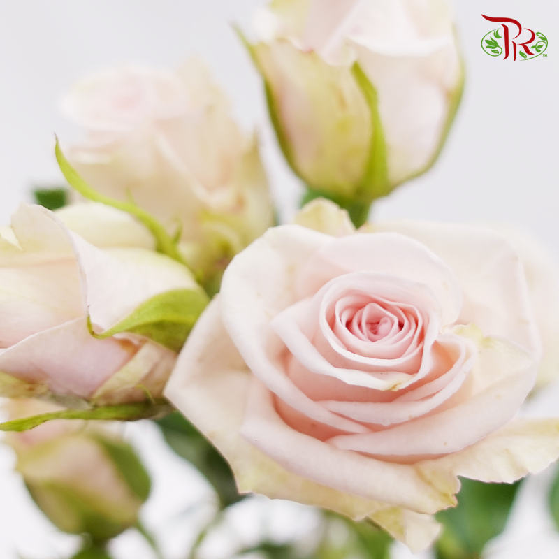 Rose Spray - Royal Porcelina (10 Stems)-Pink-Kenya-prflorist.com.my