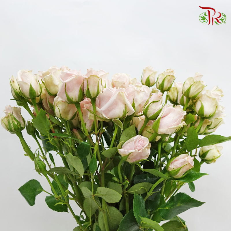 Rose Spray - Royal Porcelina (10 Stems)-Pink-Kenya-prflorist.com.my