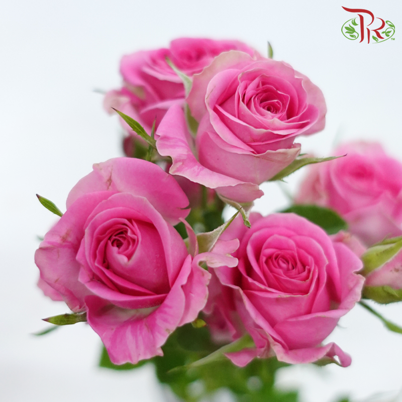 Rose Spray - Rupski (10 Stems)-Rupski-Kenya-prflorist.com.my