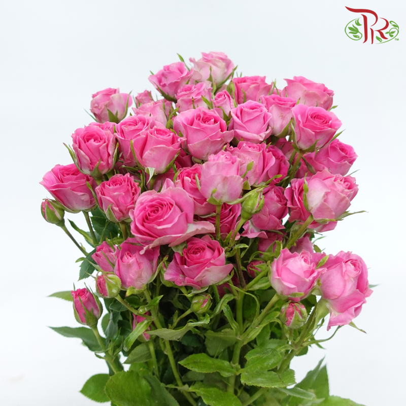 Rose Spray - Rupski (10 Stems)-Rupski-Kenya-prflorist.com.my