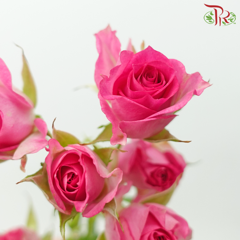 Rose Spray - Rupski (10 Stems)-Rupski-Kenya-prflorist.com.my