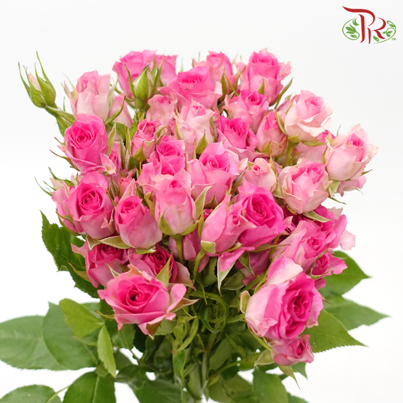 Rose Spray - Rupski (10 Stems)-Rupski-Kenya-prflorist.com.my