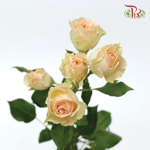 Rose Spray - Sancerre (5 Stems)-Champagne-Kenya-prflorist.com.my