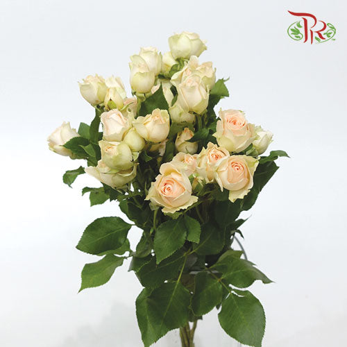 Rose Spray - Sancerre (5 Stems)-Champagne-Kenya-prflorist.com.my