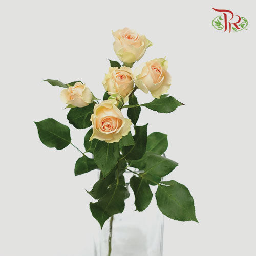Rose Spray - Sancerre (5 Stems)-Champagne-Kenya-prflorist.com.my