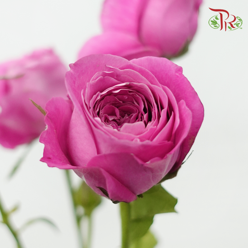 Rose Spray - Sauvignon Blanc (10 Stems)-Pink-China-prflorist.com.my