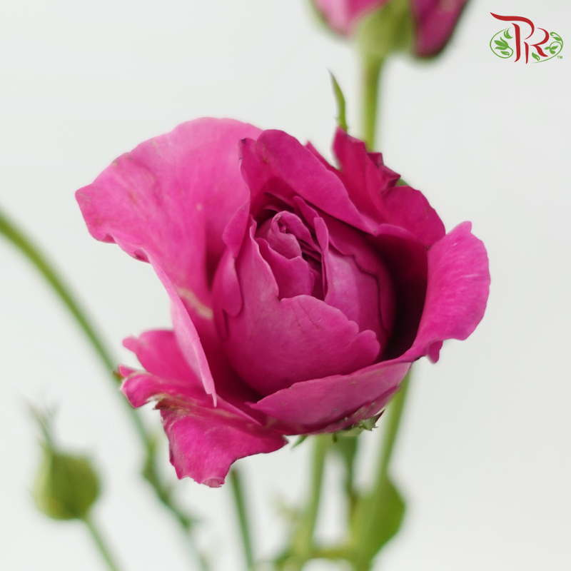 Rose Spray - Sauvignon Blanc (10 Stems)-Pink-China-prflorist.com.my
