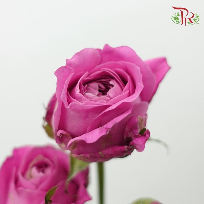 Rose Spray - Sauvignon Blanc (10 Stems)-Pink-China-prflorist.com.my