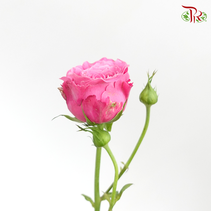 Rose Spray - Sauvignon Blanc (10 Stems)-Pink-China-prflorist.com.my