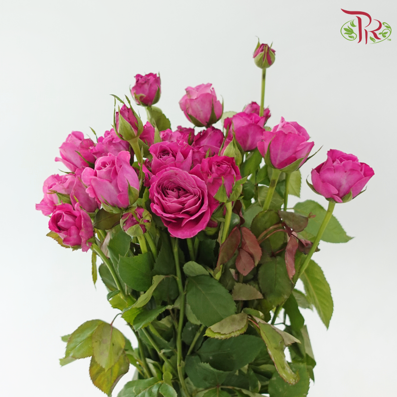 Rose Spray - Sauvignon Blanc (10 Stems)-Pink-China-prflorist.com.my
