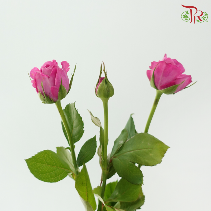 Rose Spray - Sauvignon Blanc (10 Stems)-Pink-China-prflorist.com.my