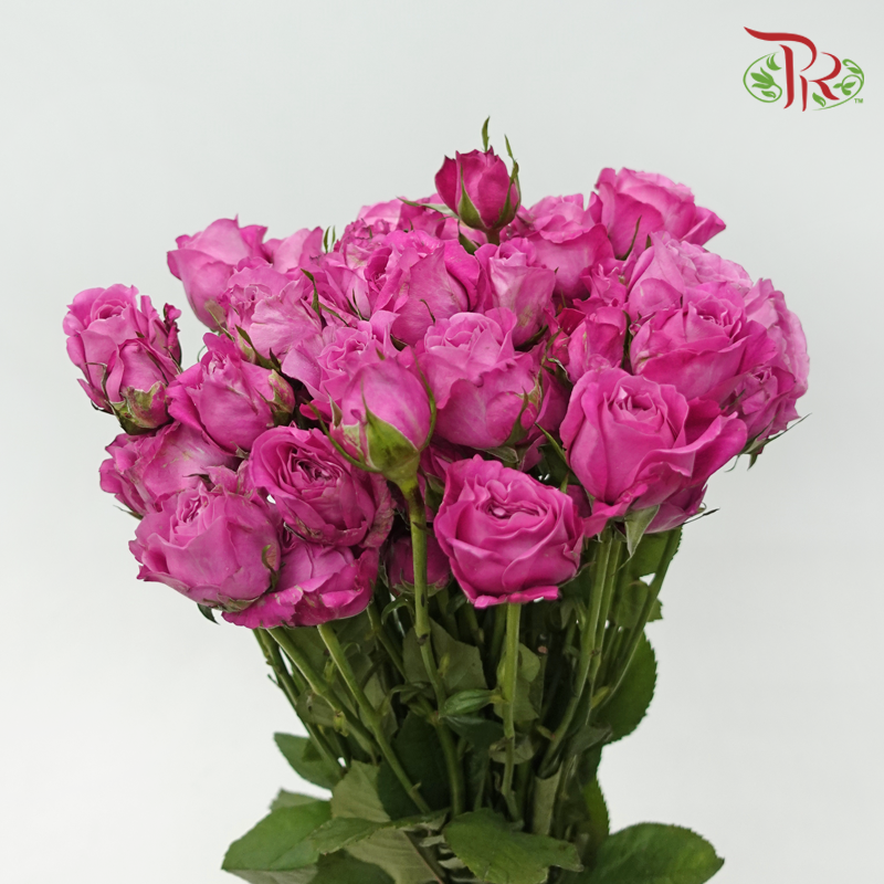 Rose Spray - Sauvignon Blanc (10 Stems)-Pink-China-prflorist.com.my