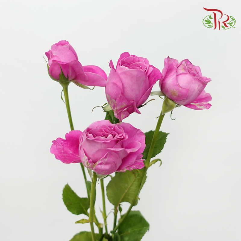 Rose Spray - Sauvignon Blanc (10 Stems)-Pink-China-prflorist.com.my