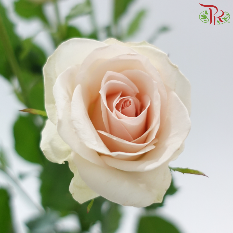 Rose Spray - Scarlett (10 Stems)-Pink-China-prflorist.com.my