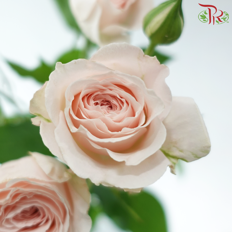 Rose Spray - Scarlett (10 Stems)-Pink-China-prflorist.com.my