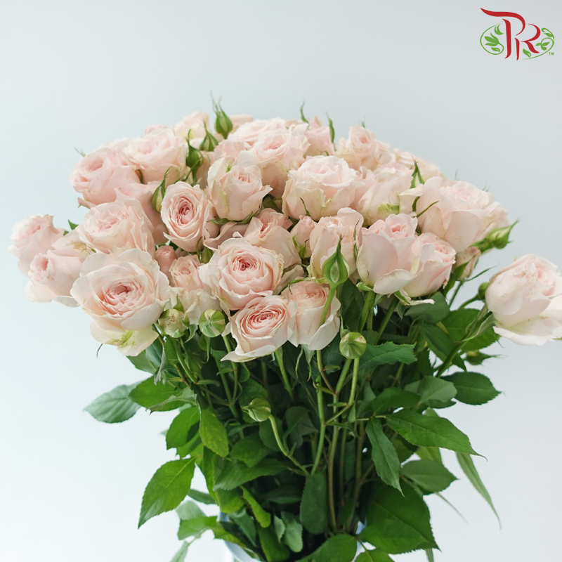 Rose Spray - Scarlett (10 Stems)-Pink-China-prflorist.com.my
