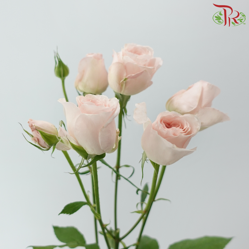 Rose Spray - Scarlett (10 Stems)-Pink-China-prflorist.com.my