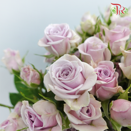 Rose Spray - Silver Shadow (10 Stems)-Purple-Kenya-prflorist.com.my