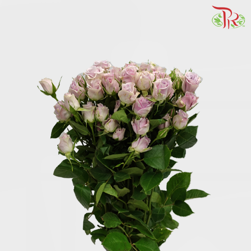 Rose Spray - Silver Shadow (10 Stems)-Purple-Kenya-prflorist.com.my
