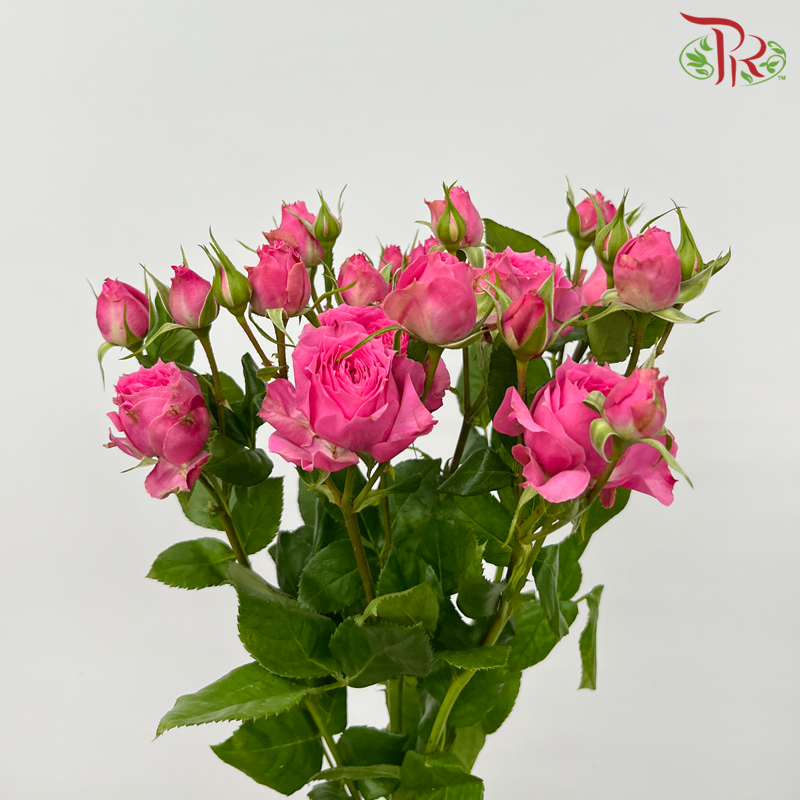 Rose Spray - Sophie (10 Stems)-Cherry Pink-China-prflorist.com.my