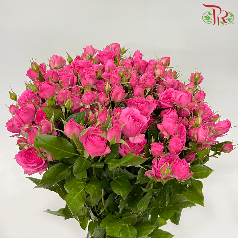 Rose Spray - Sophie (10 Stems)-Cherry Pink-China-prflorist.com.my