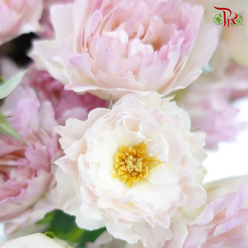 Rose Spray - Special Pink (10 Stems)-China-prflorist.com.my