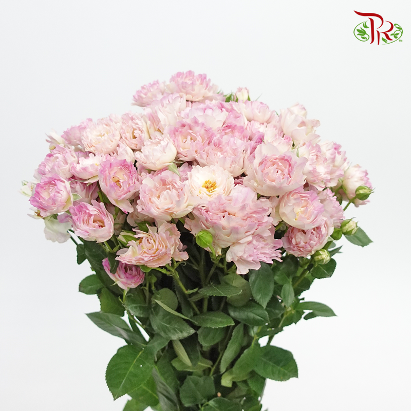 Rose Spray - Special Pink (10 Stems)-China-prflorist.com.my