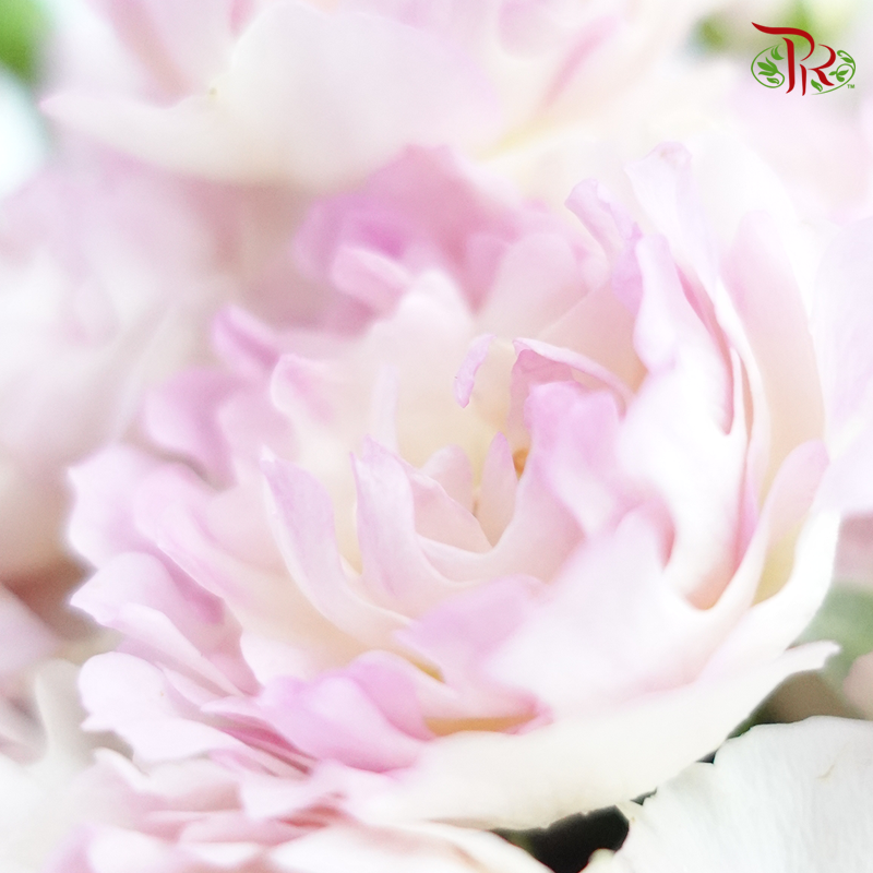 Rose Spray - Special Pink (10 Stems)-China-prflorist.com.my