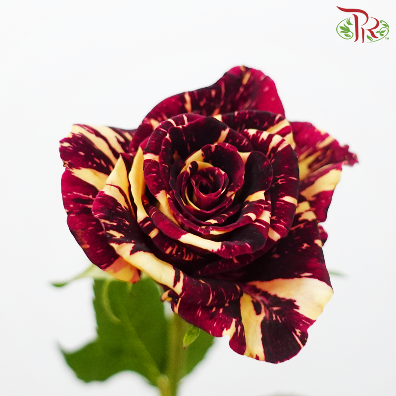 Rose Spray - Star Shower (10 Stems)-Star Shower-China-prflorist.com.my