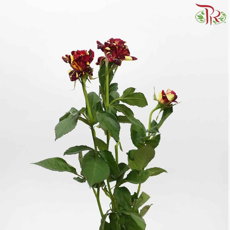Rose Spray - Star Shower (10 Stems)-Star Shower-China-prflorist.com.my