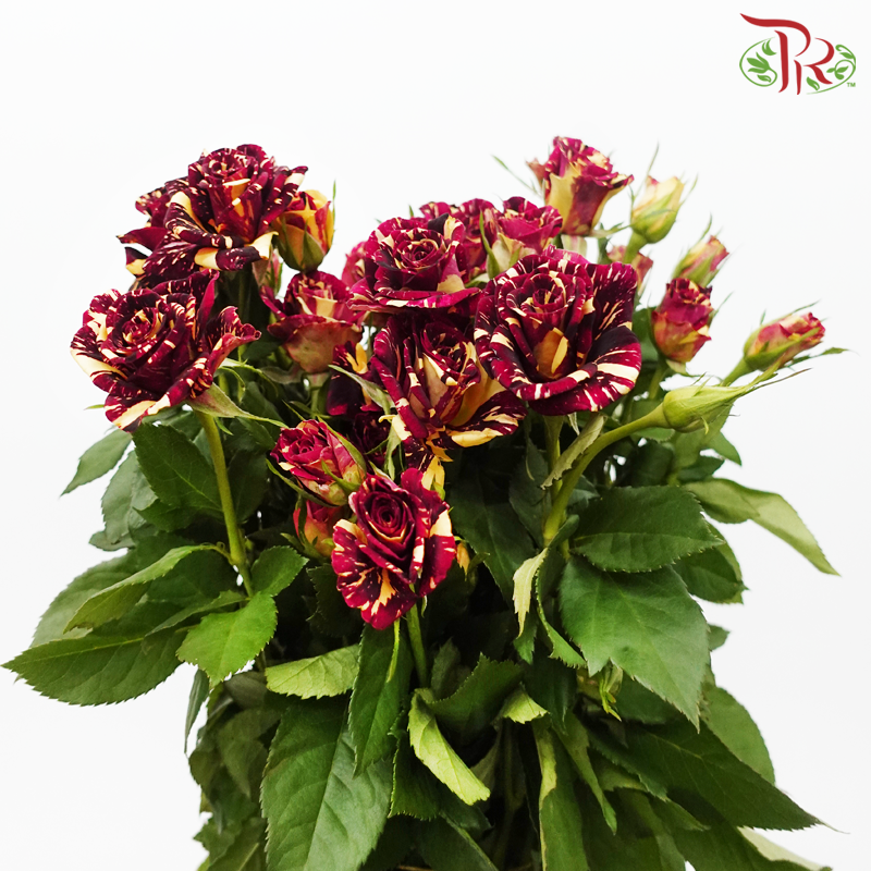 Rose Spray - Star Shower (10 Stems)-Star Shower-China-prflorist.com.my