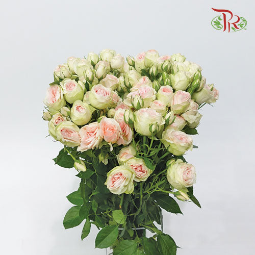Rose Spray - Summer Rose (10 Stems)-Kenya-prflorist.com.my